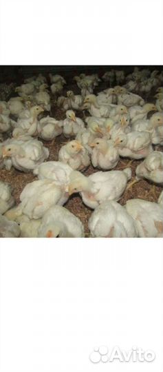 Бройлер цыплята