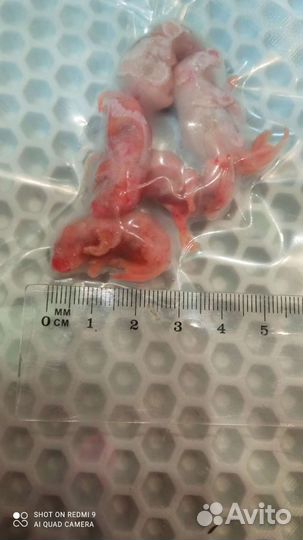 Кормовые мыши и крысы. Цыплята