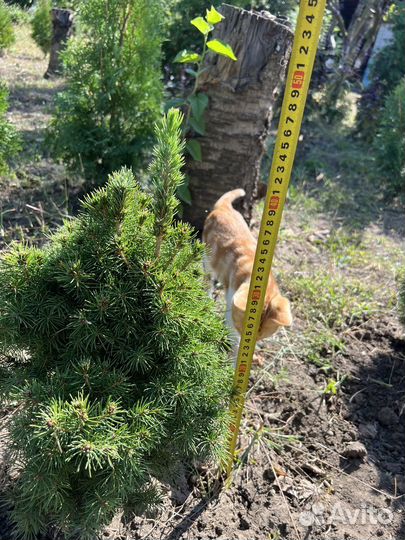 Ель канадская коника