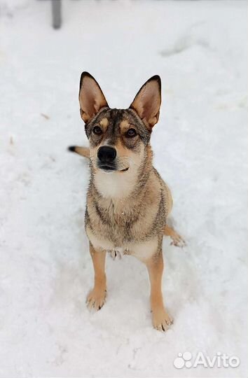 Собака в добрые руки