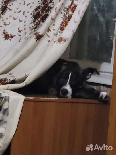 Щенок метис питбуль