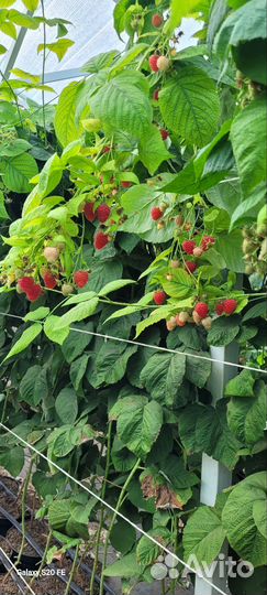 Саженцы малины вайолет