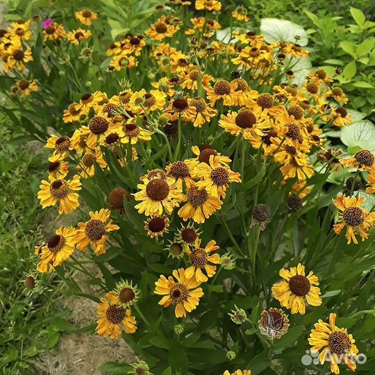 Многолетние цветы