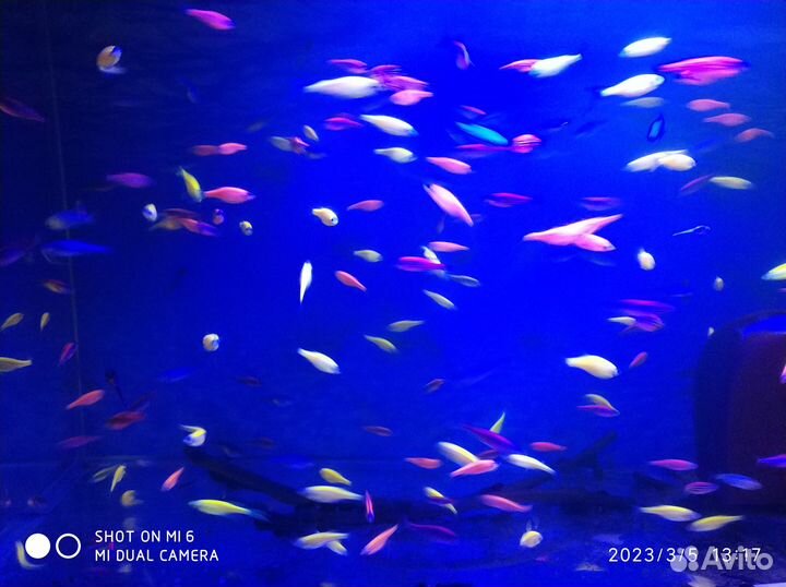 Аквариумные рыбки