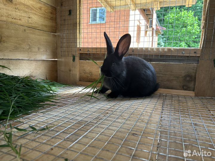 Клетка для кролика для животных торг уместен