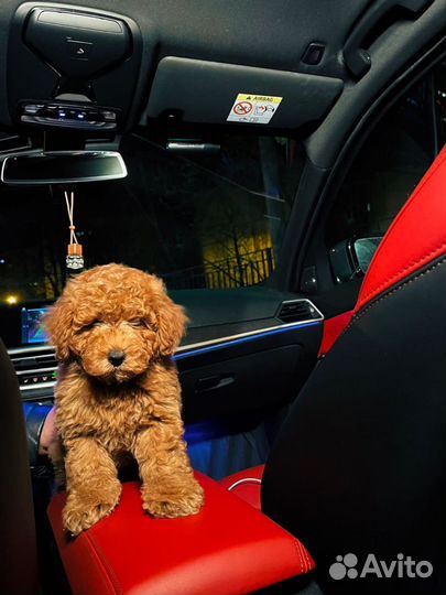 Мальтипу мини