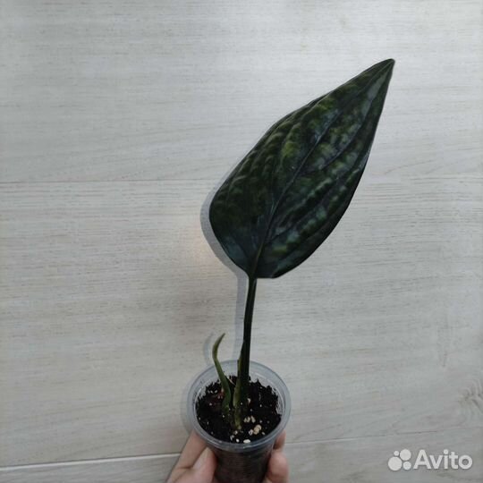 Карстенианум/монстера перу