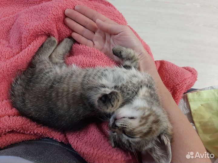 Котёнок в добрые руки