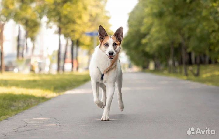 Собака в добрые руки