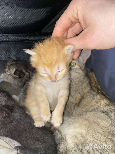 Котята в добрые руки