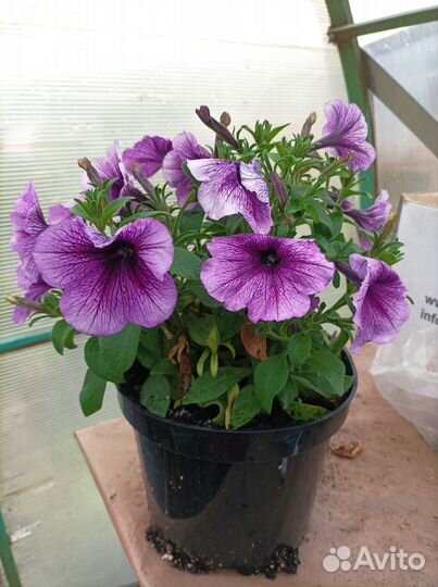 Рассада петунии, лобелии