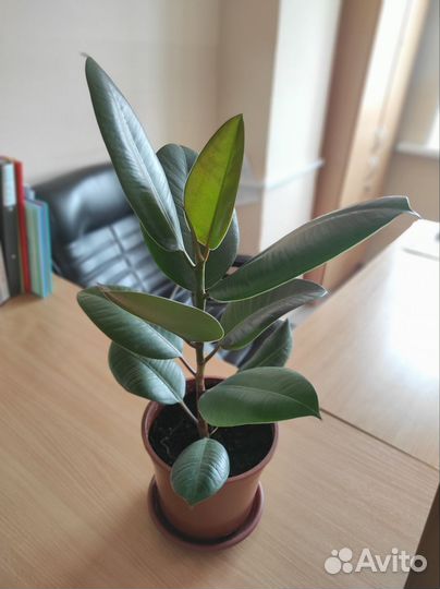 Фикус каучуконосный