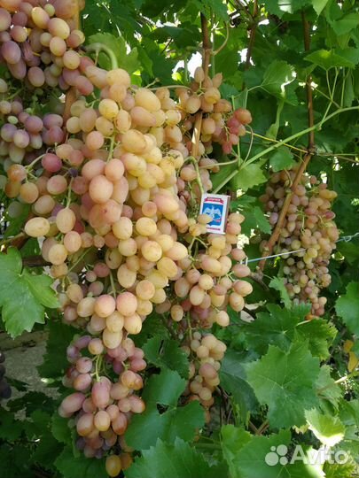 Саженцы и черенки винограда