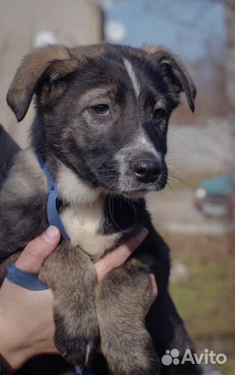 Малышка Джес нуждается в доме