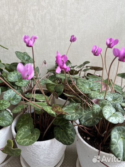 Редкие комнатные цветы