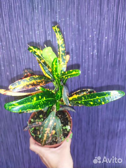 Кротон Ред банана