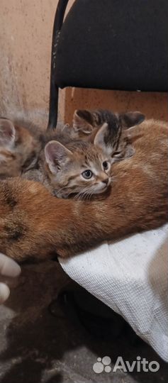 Отдам котят в хорошие руки
