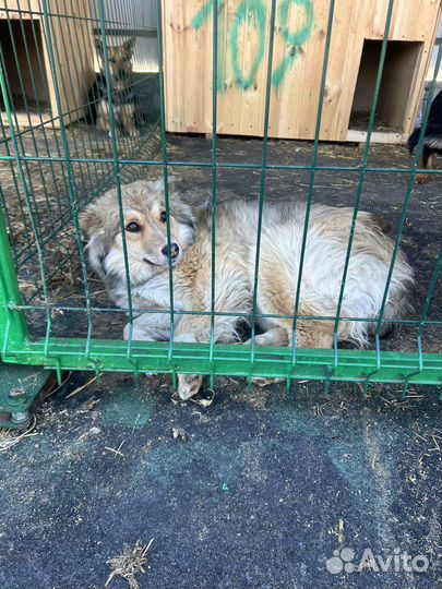 Собаку отдали в отлов. Очень нужен дом