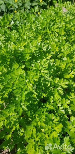 Свежая зелень, ягоды