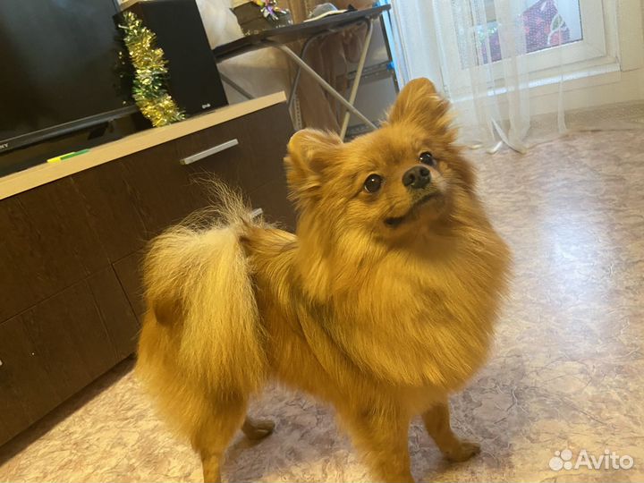 Щенки немецкого шпица