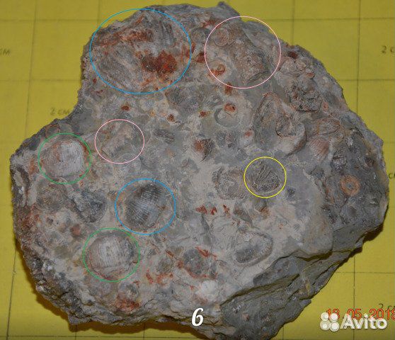 Окаменелое морское дно (танатоценоз) и Нуммулиты