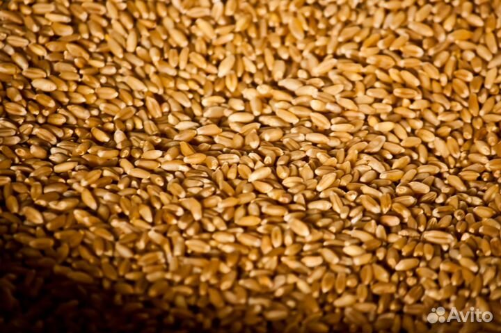 Пшеница, овес