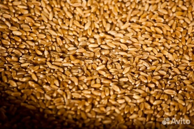 Пшеница, овес