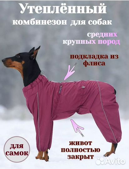 Одежда для собак