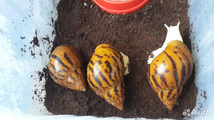 Передержка улиток, грызунов