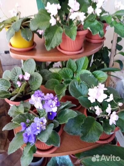 Цветы комнатные