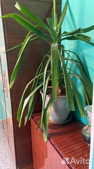 Цветок пальма юкка