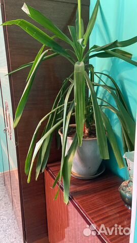 Цветок пальма юкка