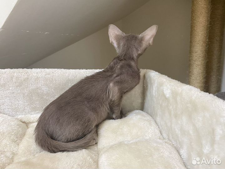 Ориентальный лиловый Гиацинт