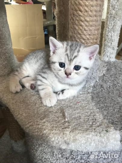 Котёнок британской породы - Серебристая шиншилла