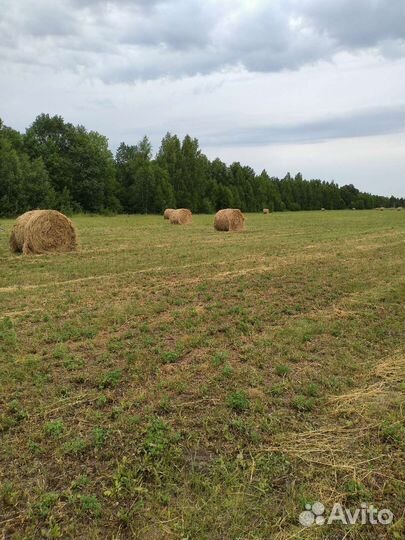 Продам сено в рулонах