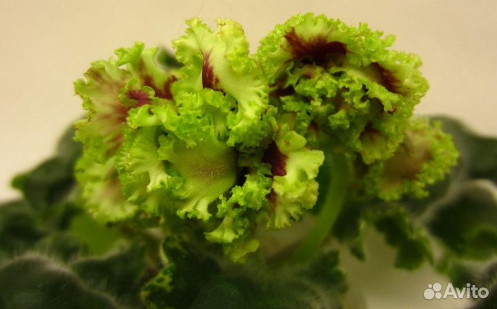 Фиалки сортовые (наборы)