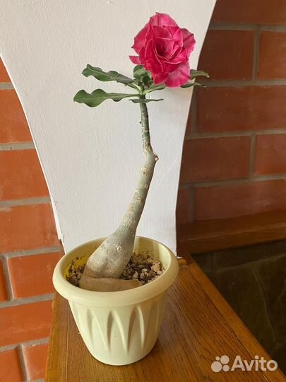 В наличии адениумы сортовые