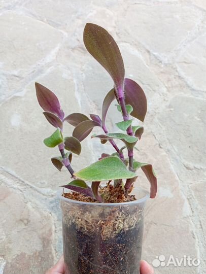 Растения комнатные разные, часть 2