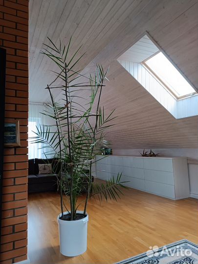 Пальма финиковая