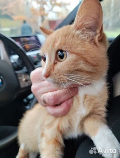 Рыжий котенок