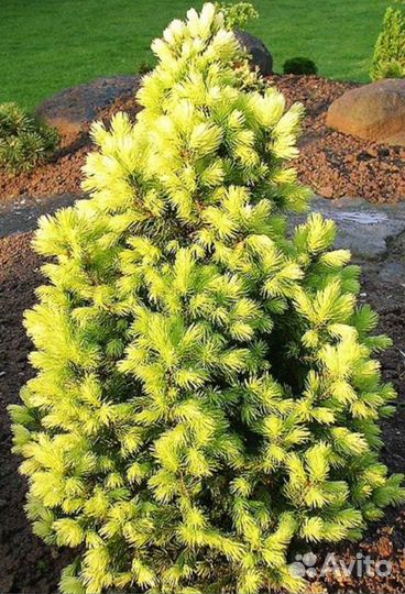 Хвойные растения