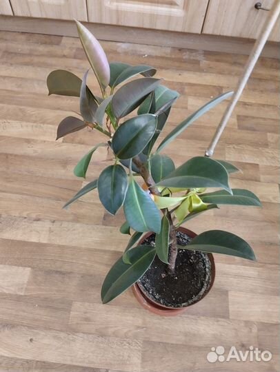 Фикус каучуконосный