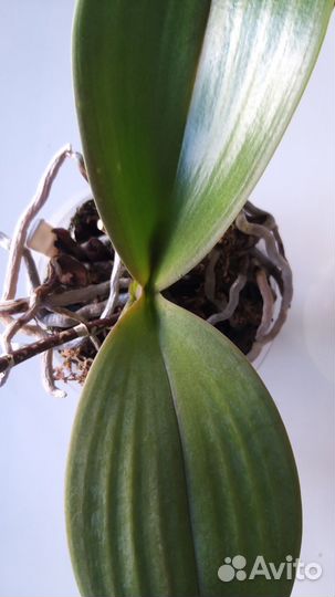 Орхидея фаленопсис Little Gem Stripes