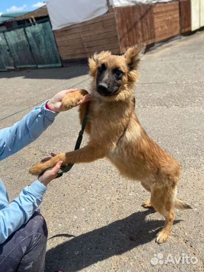 Щеночек Манго ждёт вас в приюте