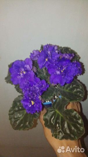 Детки сортовых фиалок