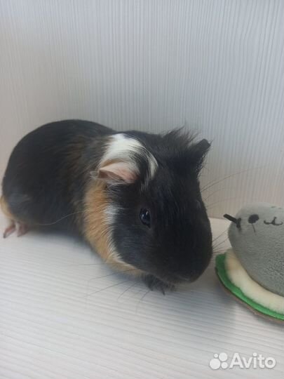 Морские свинки: малыши и взрослые