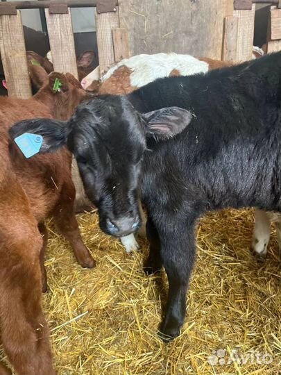 Крепкие телята бычки быстрая доставка