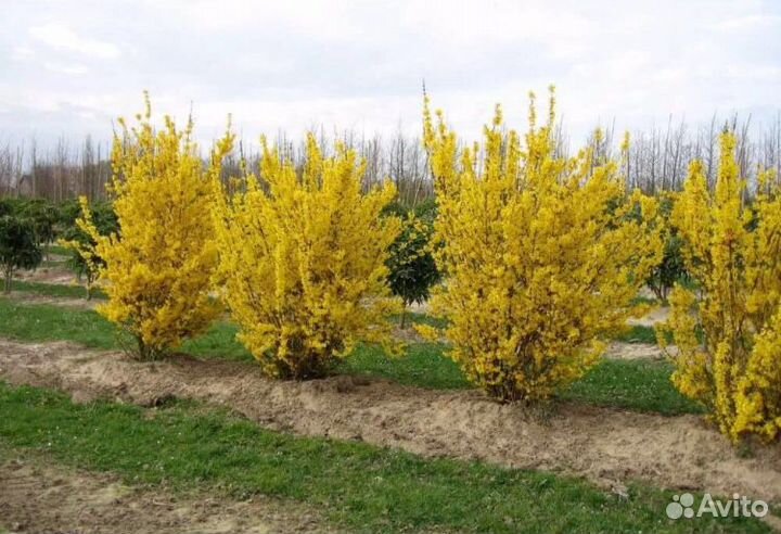 Форзиция декоративный кустарник