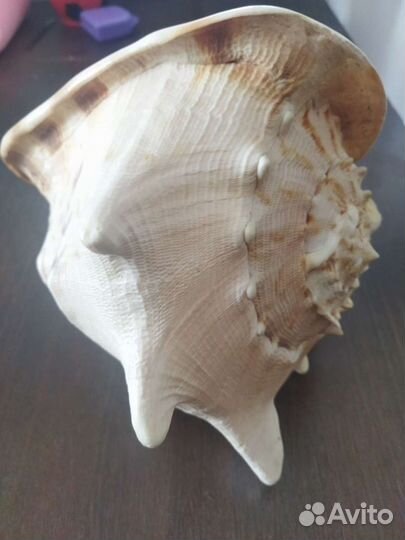 Ракушка морская