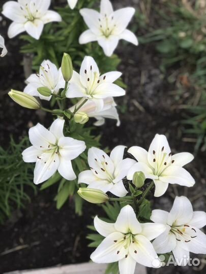 Навоз перегной Урожайность гарантирован